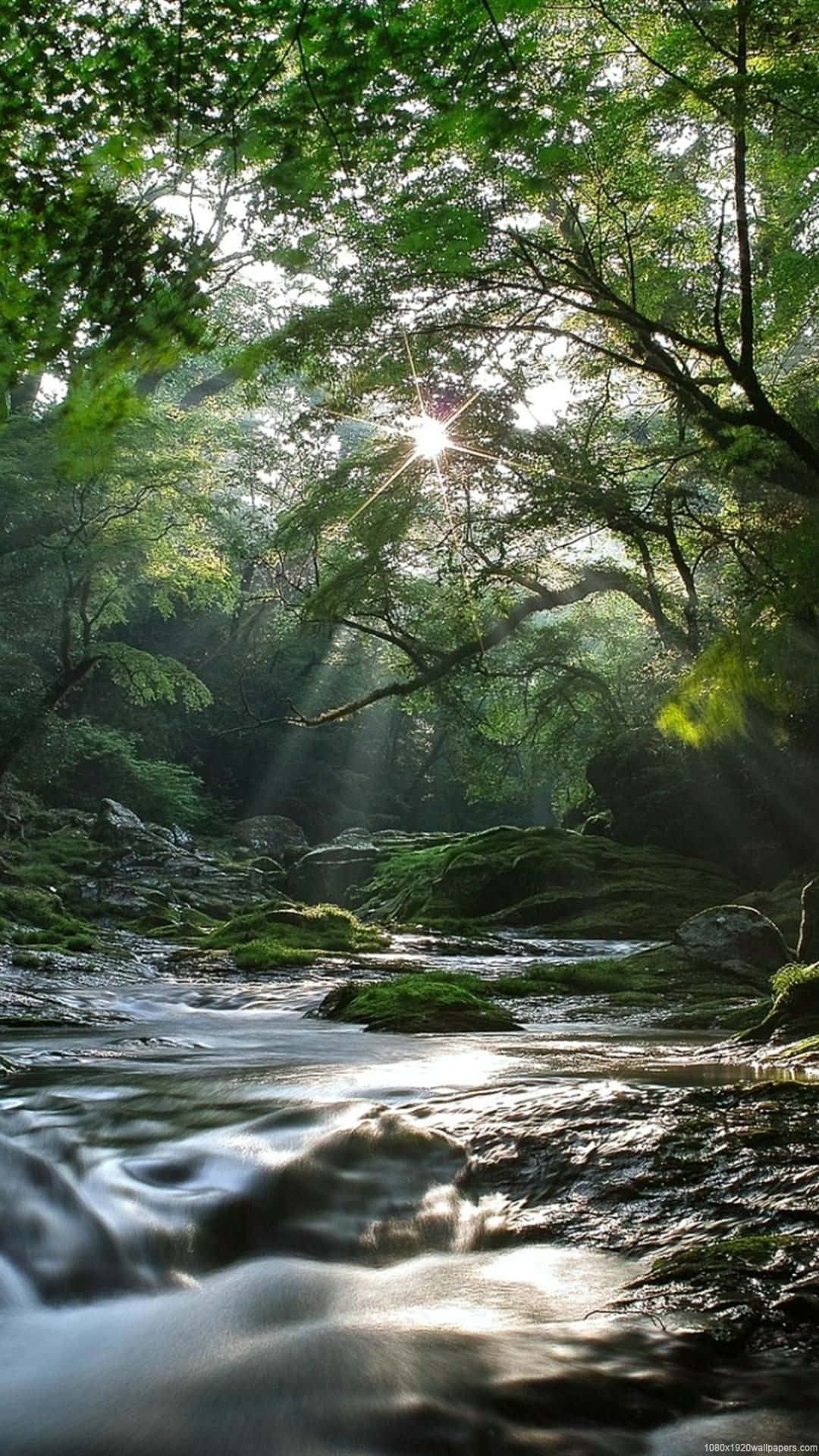 A Breathtaking Nature Scene Nestled In A Lush Forest Background