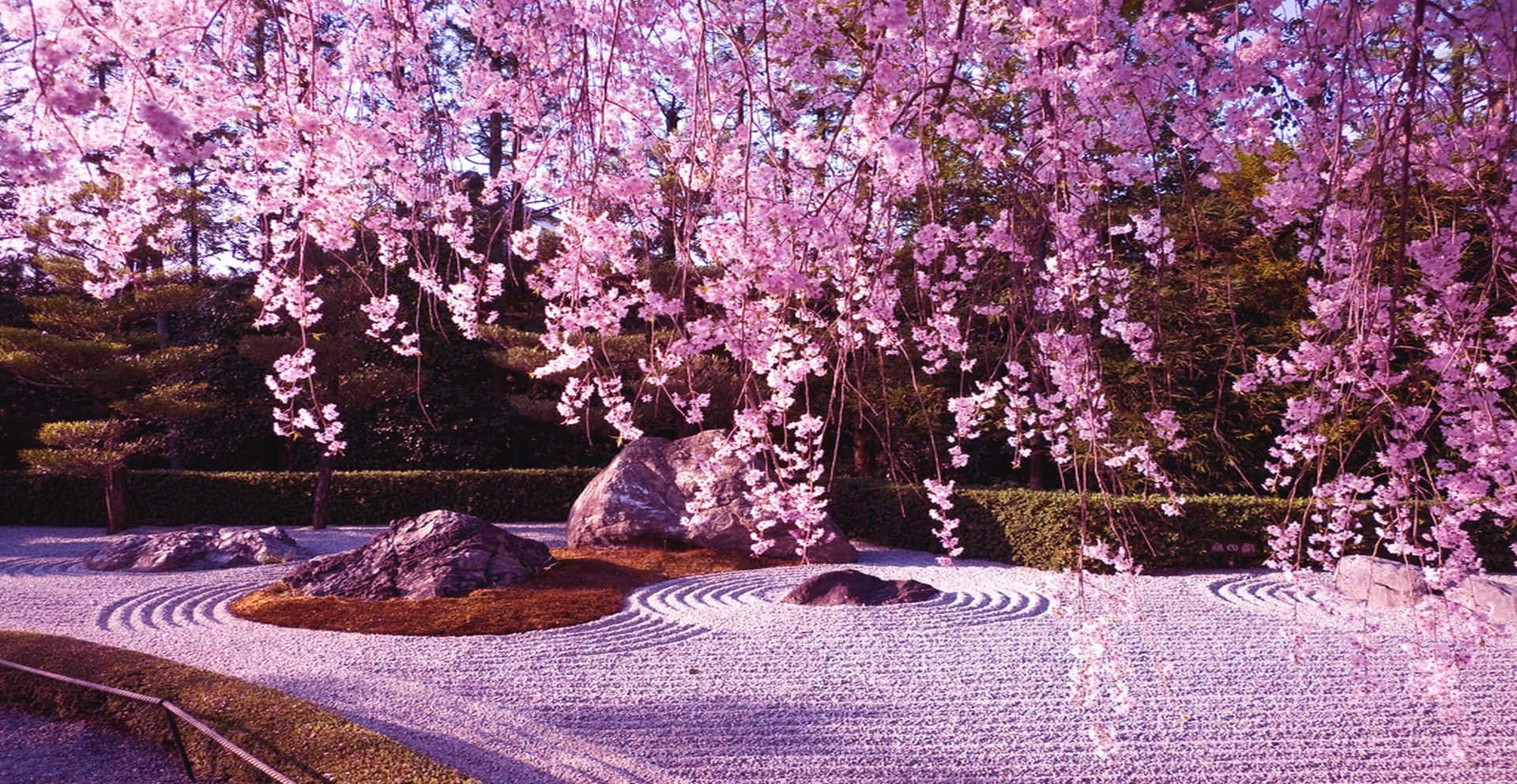 A Breathtaking View Of A Sakura Blossom Tree In Full Bloom. Background