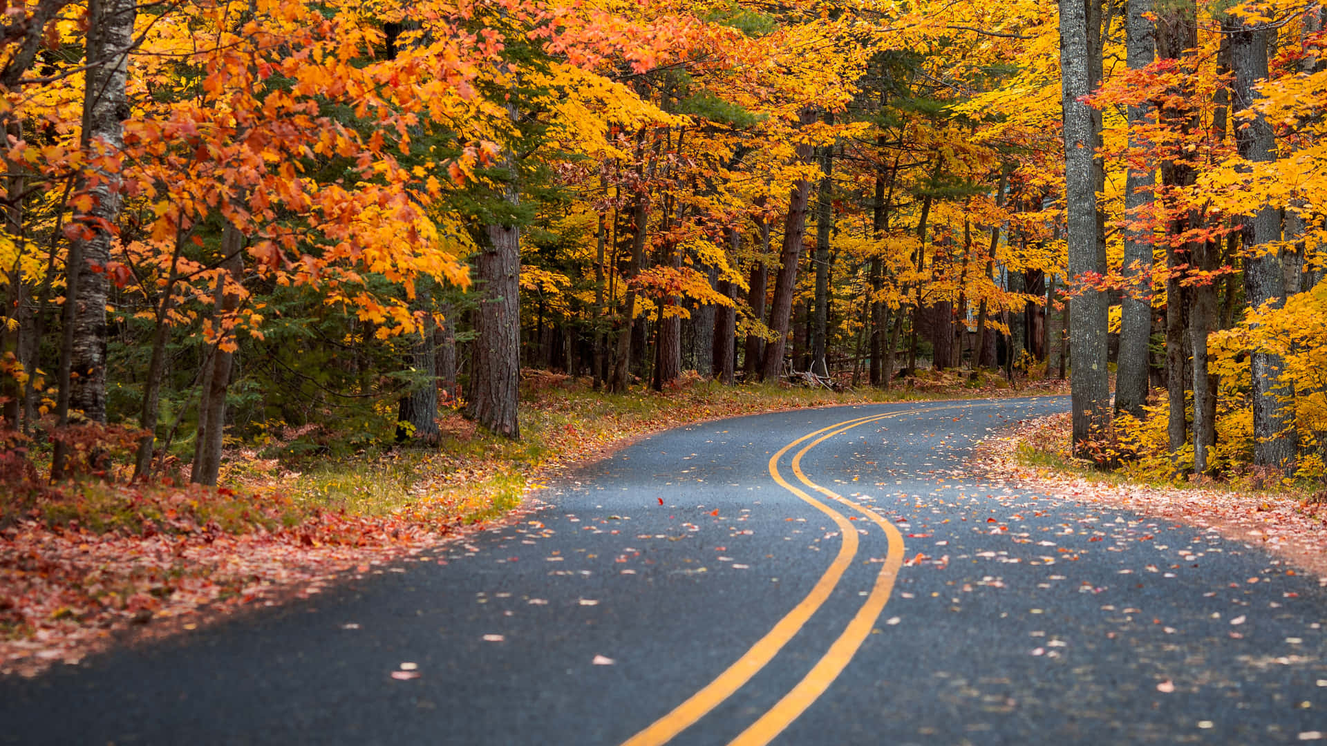 A Breathtaking View Of Autumn - Broad Leaves In Shades Of Yellow, Red And Green. Background