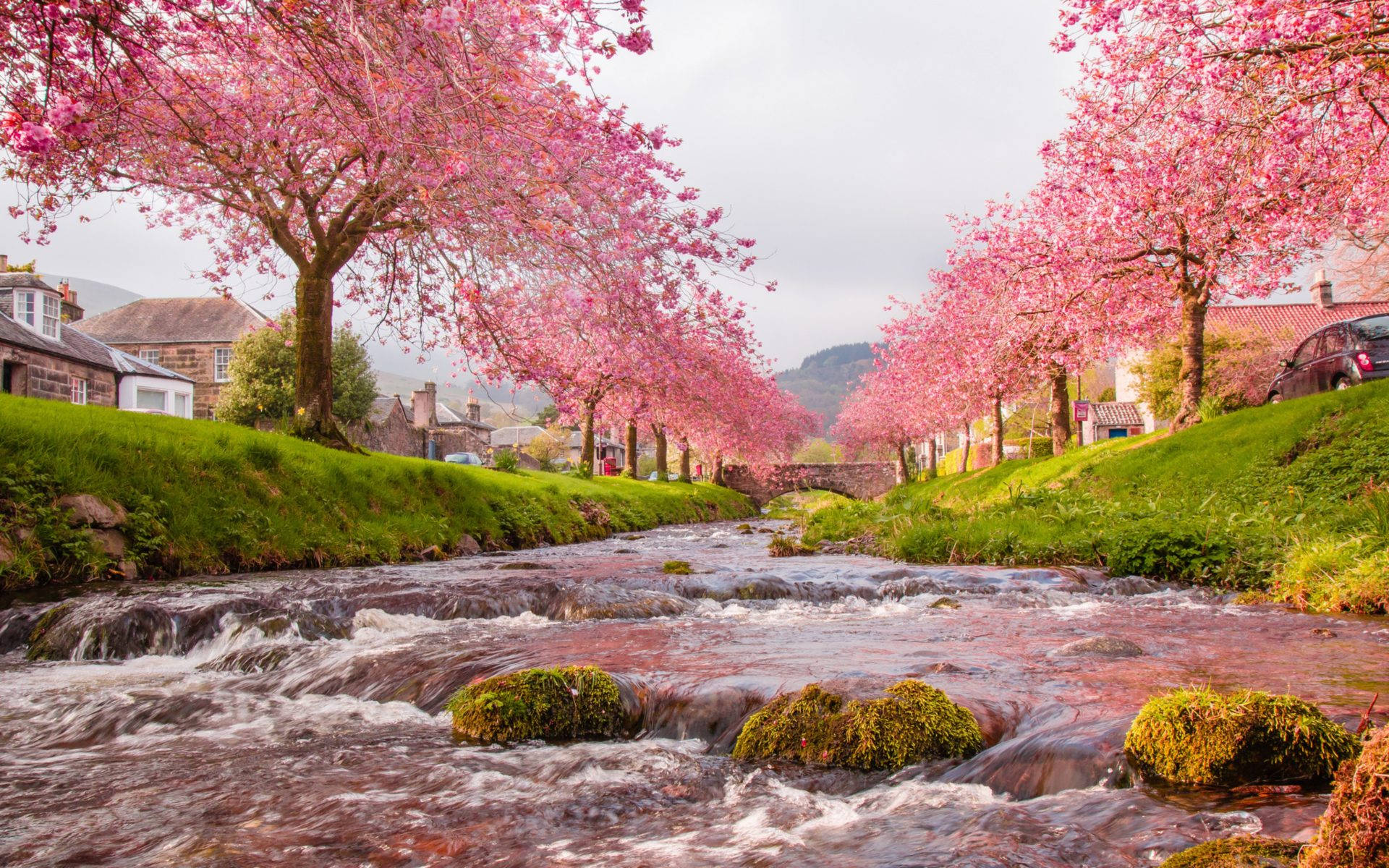 A Breathtaking View Of Japan's Cherry Blossom Background