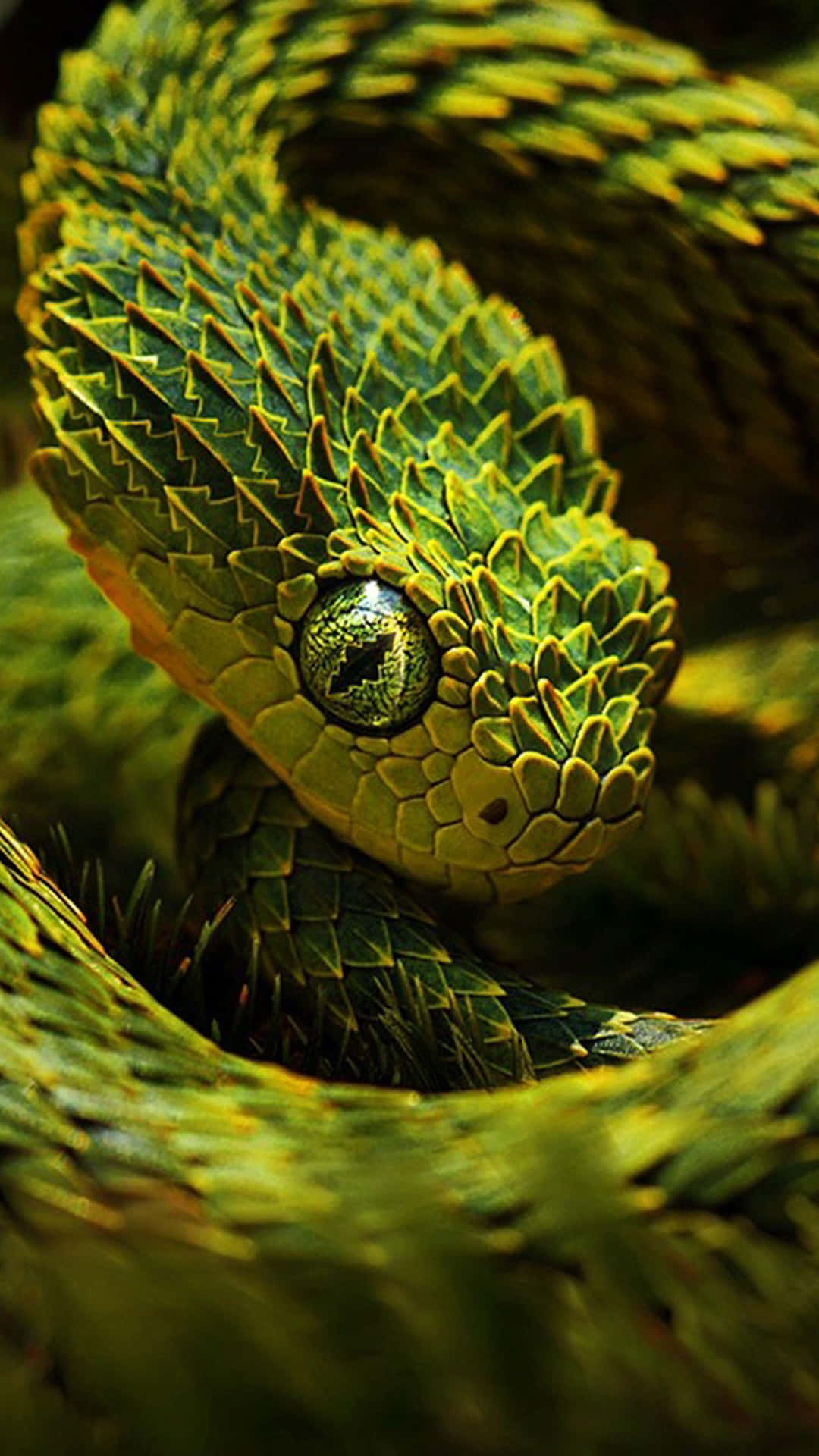 A Breathtakingly Cool Snake Slithers Along The Ground. Background