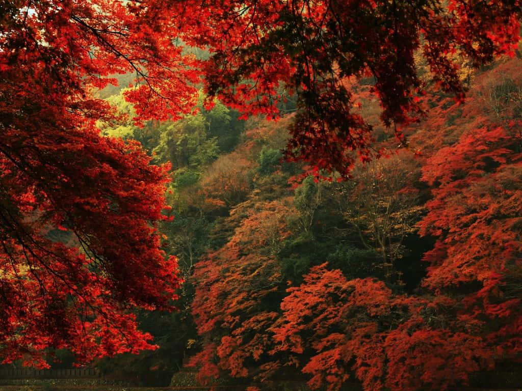 A Bridge Framed By Bursting Autumn Foliage Background