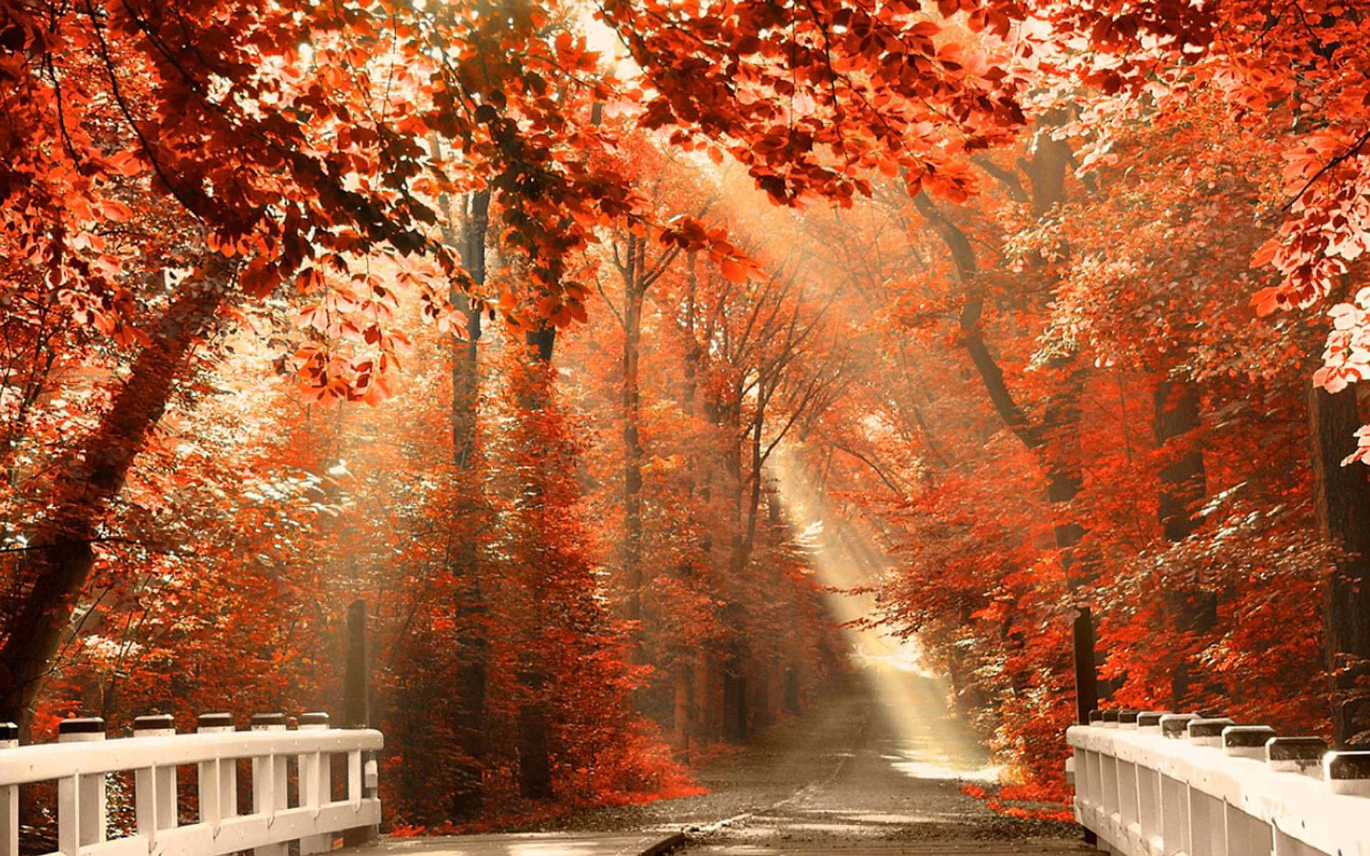 A Bridge In The Forest With Red Leaves Background