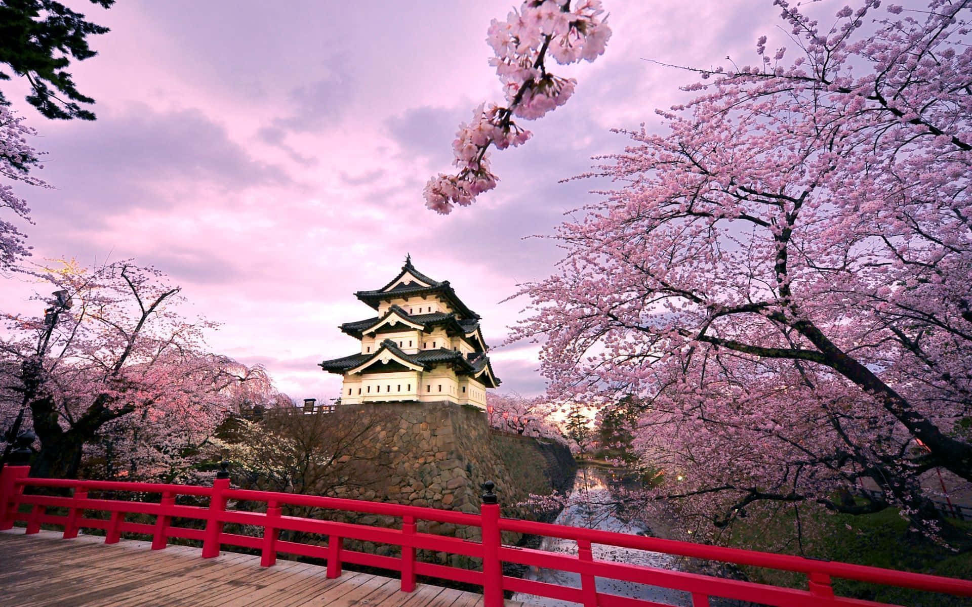 A Bridge With Cherry Blossoms And A Red Bridge Background