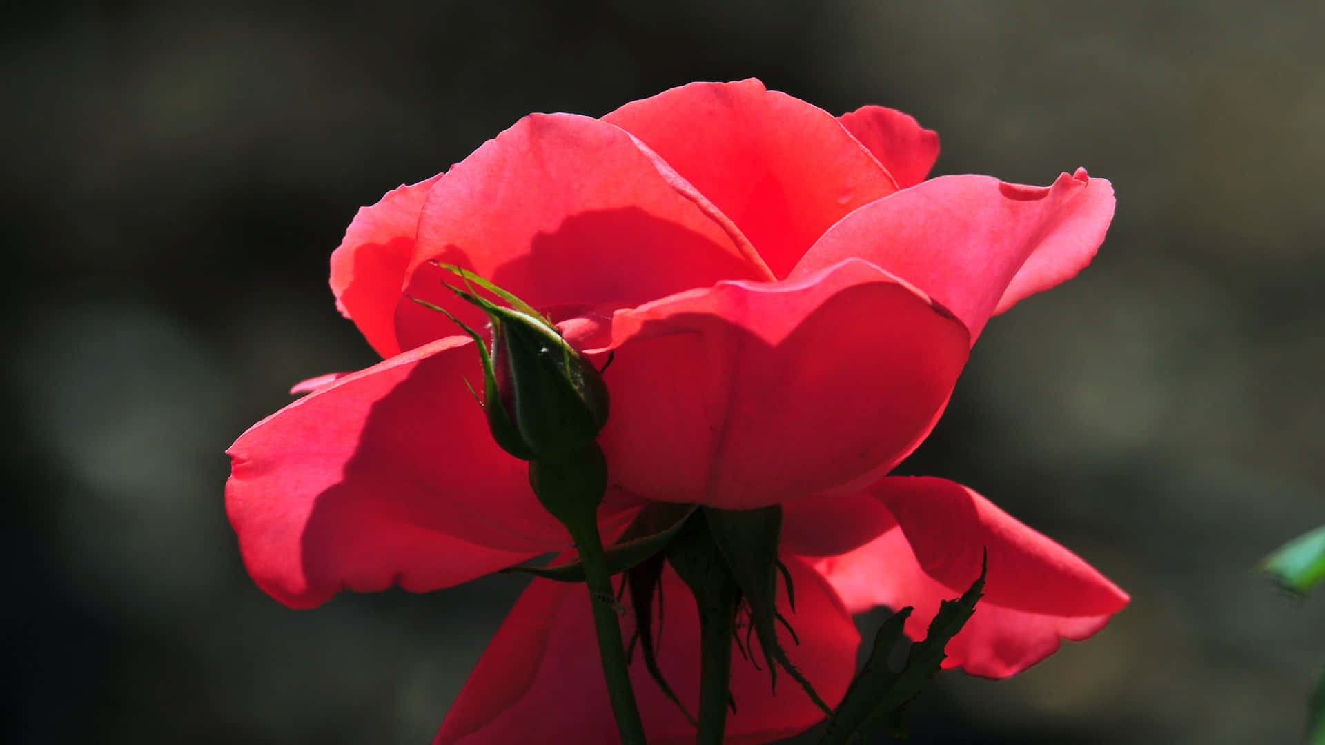 'a Bright And Beautiful Pink Rose To Brighten Your Day' Background