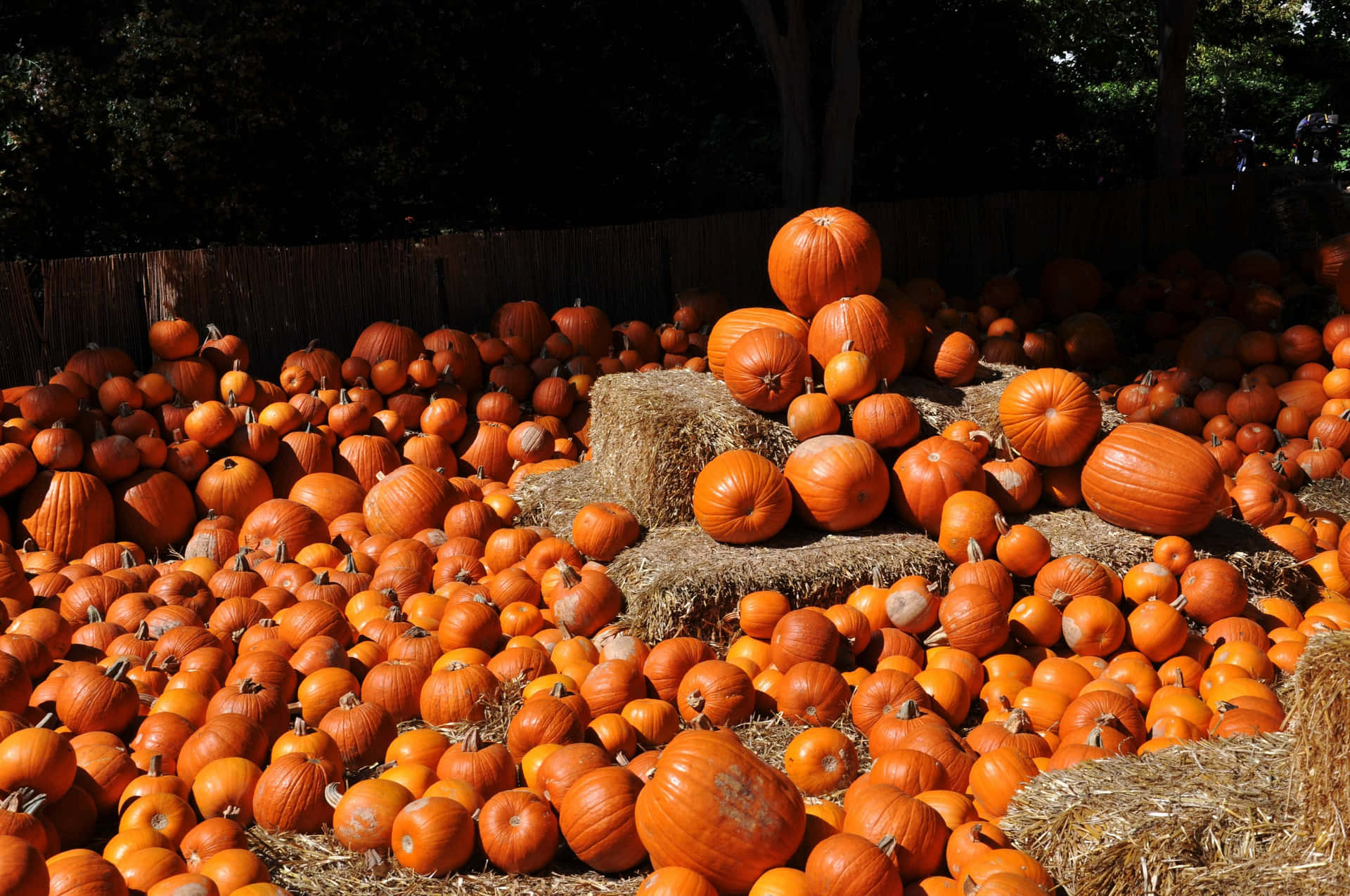 A Bright And Cheerful Pumpkin Patch On A Beautiful Fall Day Background