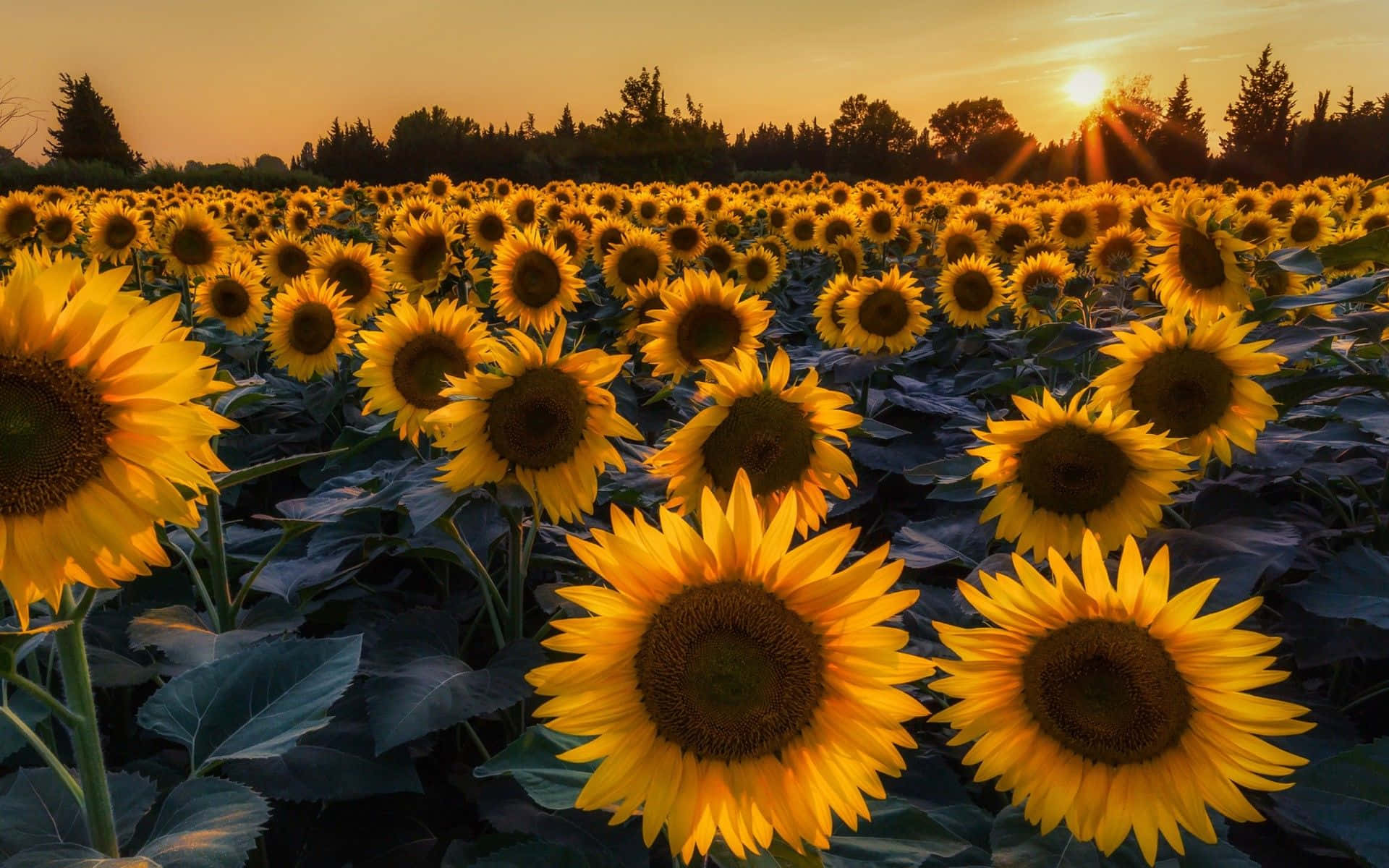 A Bright And Cheerful Sunflower Background