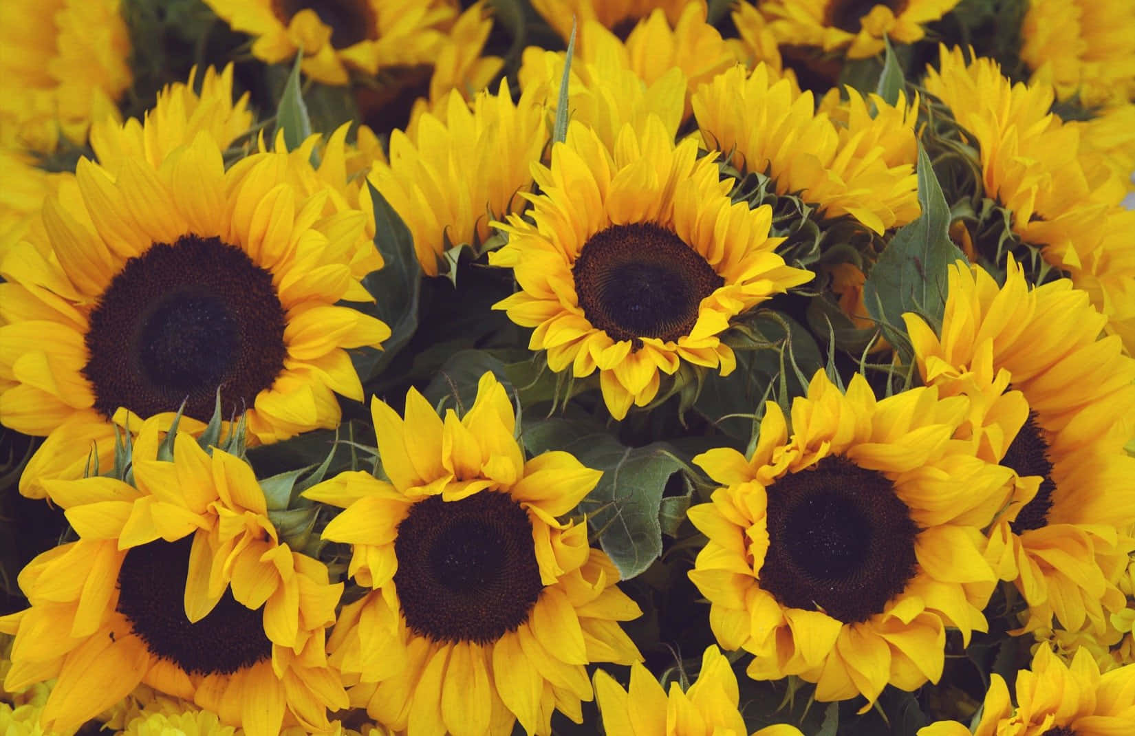 A Bright And Cheerful Yellow Sunflower Basking In The Sunlight Background