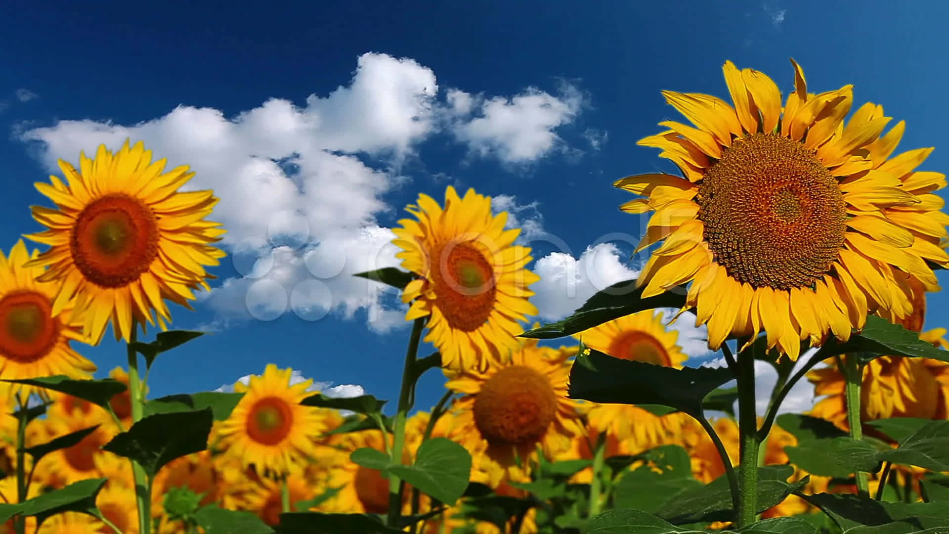 “a Bright And Cheerful Yellow Sunflower To Lift Your Mood” Background