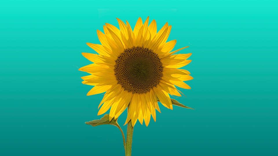 A Bright And Cheery Sunflower In A Field Of Yellow Background