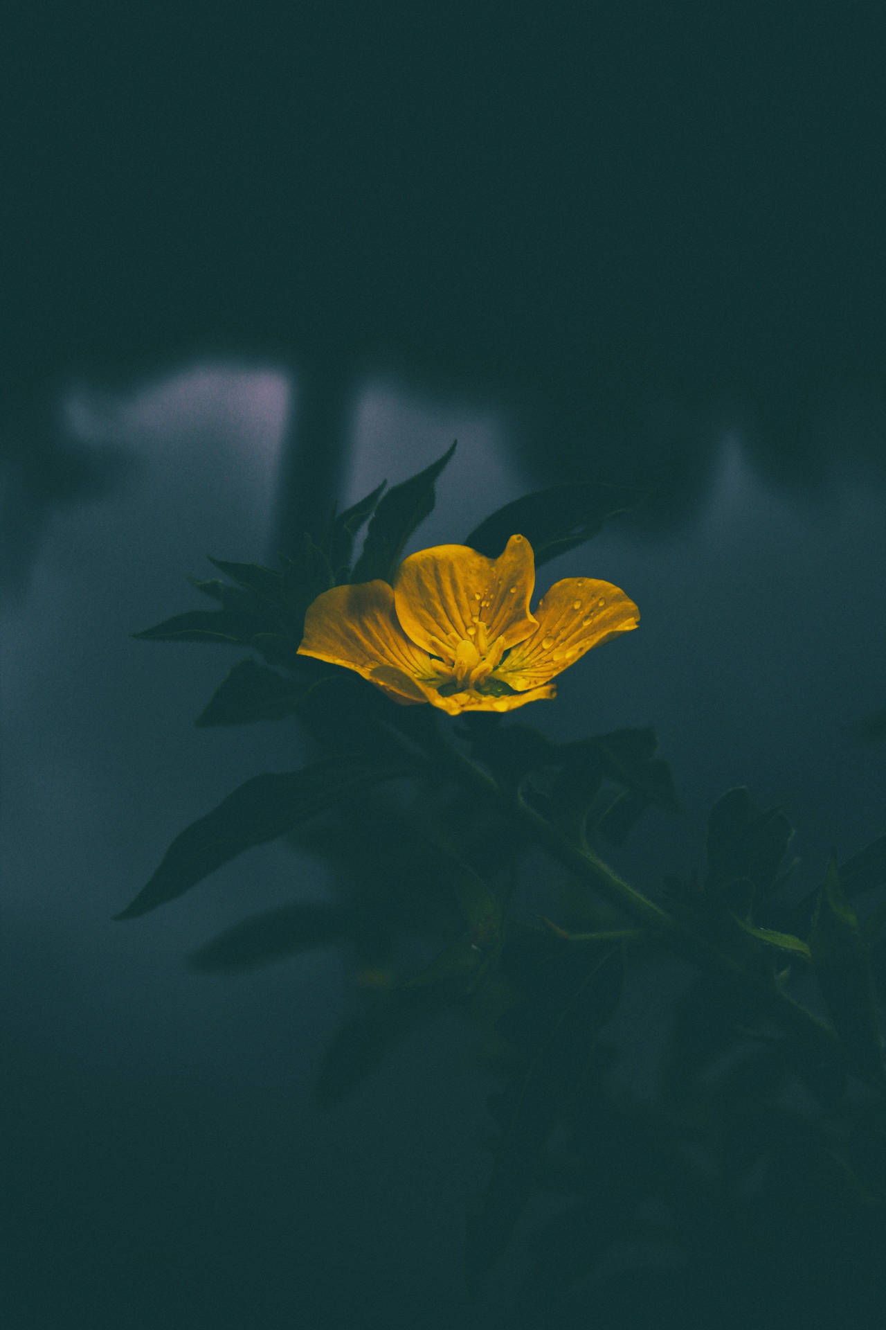 A Bright And Cheery Yellow Flower Against A Blurred Gray Background.