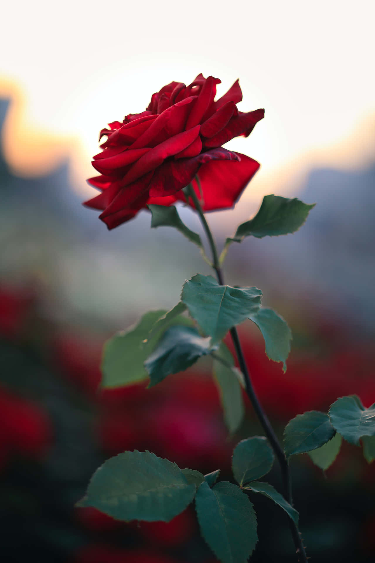 A Bright And Fragrant Cute Rose Background