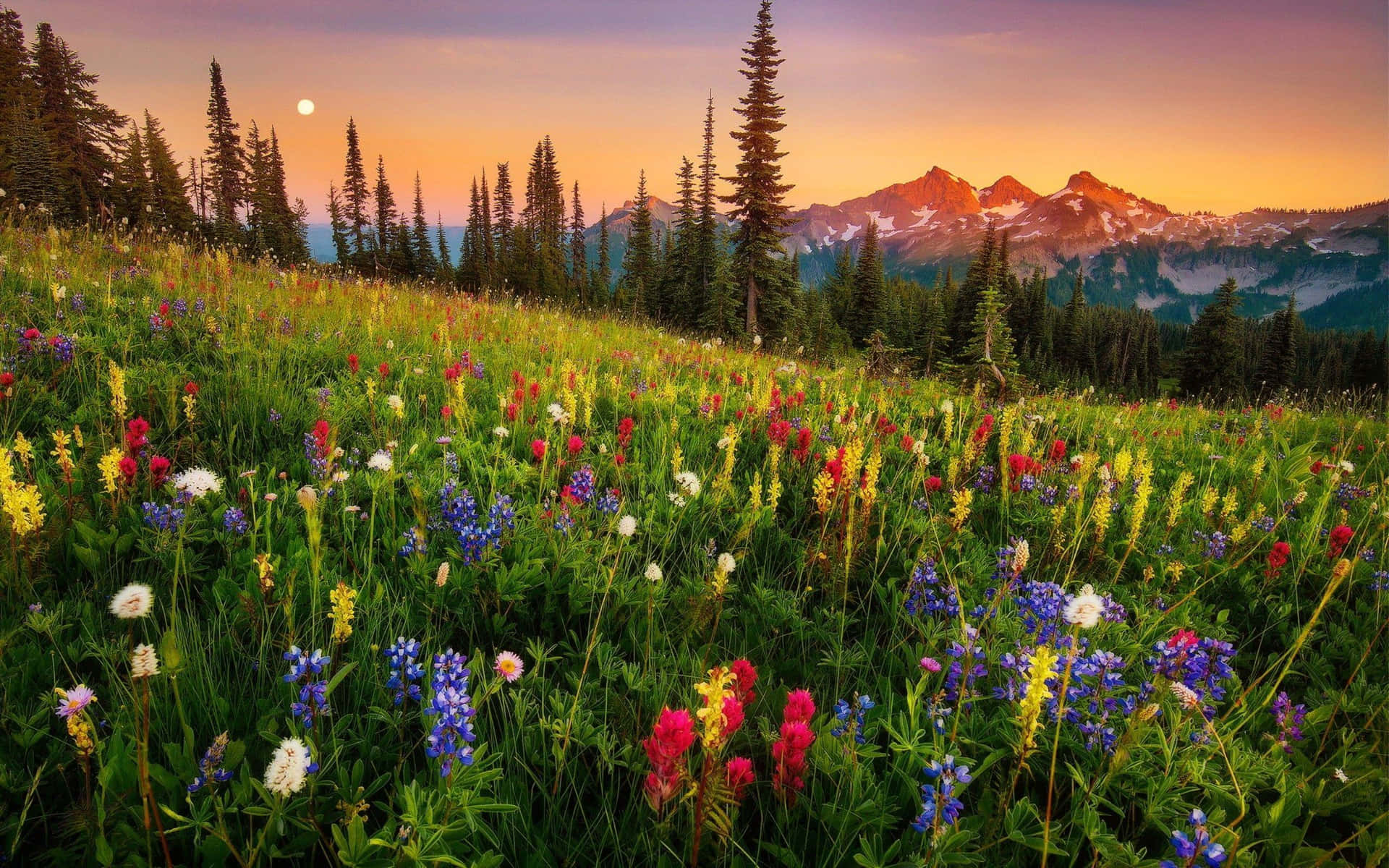 A Bright And Vibrant Field Of Wildflowers