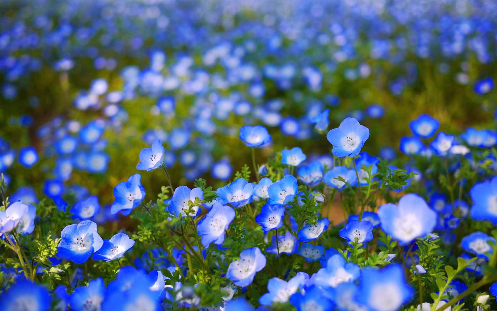 A Bright Blue Flower With Intricate Beauty Background