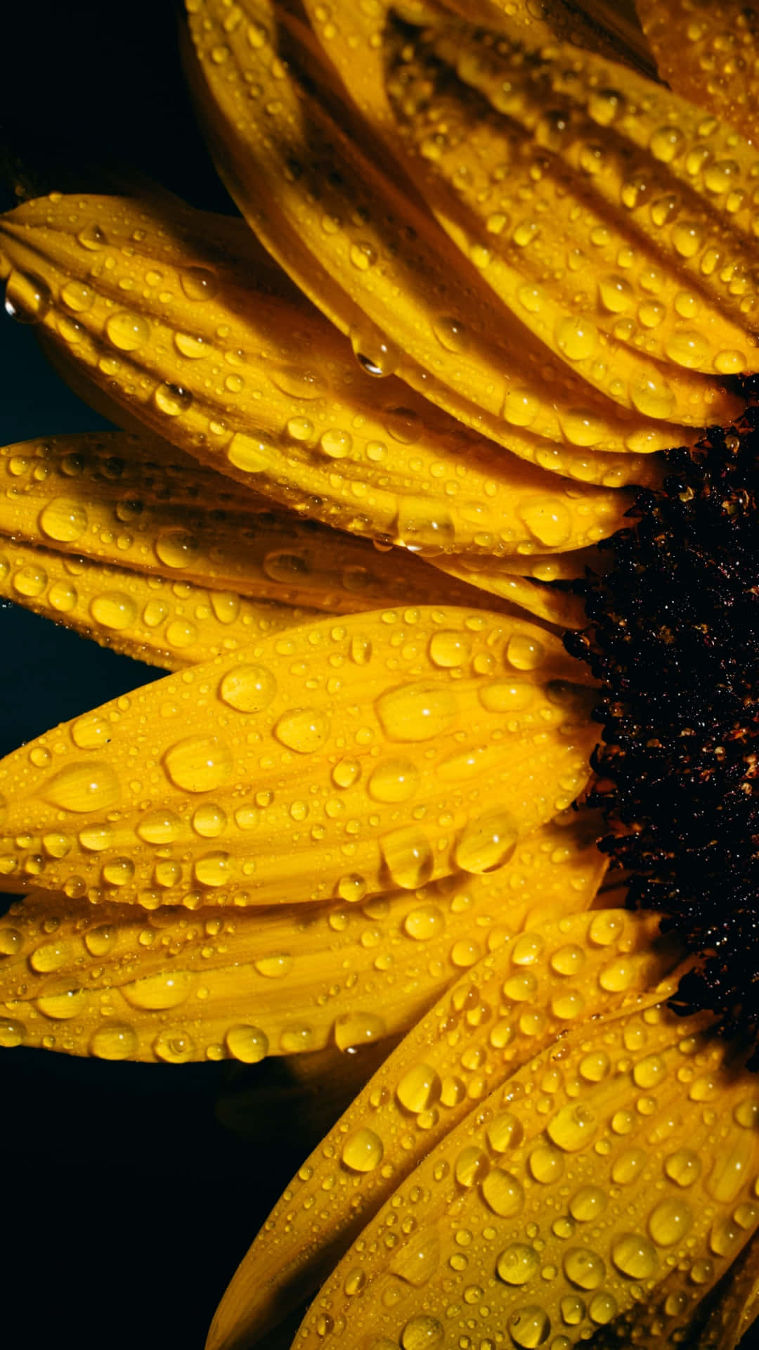 A Bright, Cheerful Sunflower Surrounded By Green Leaves Background