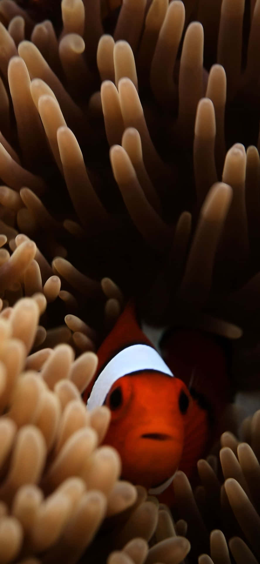 A Bright Clown Fish Swimming In Clear, Turquoise Ocean Waters. Background