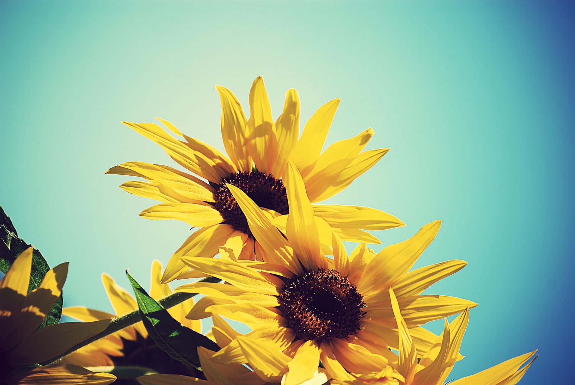 A Bright, Cute Sunflower Basking In The Sun Background