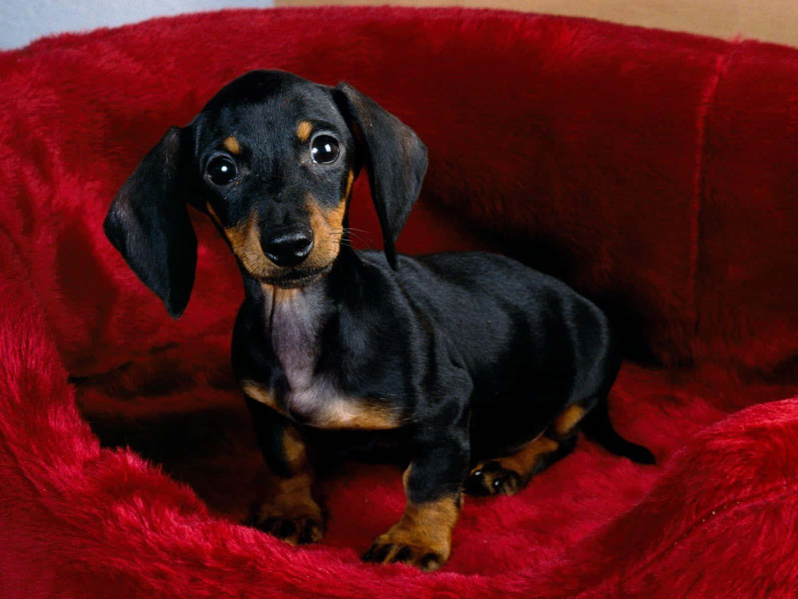 A Bright Eyed Dachshund Happily Awaiting Its Next Adventure. Background