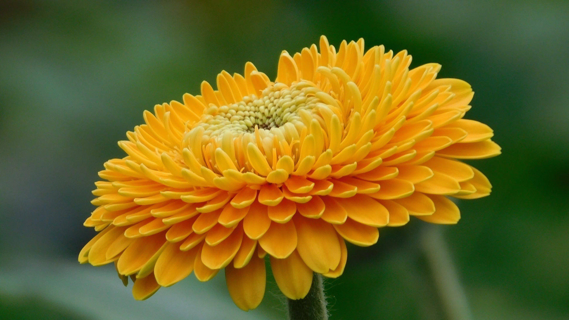 A Bright Gerbera Flower Against An Orange Background. Background