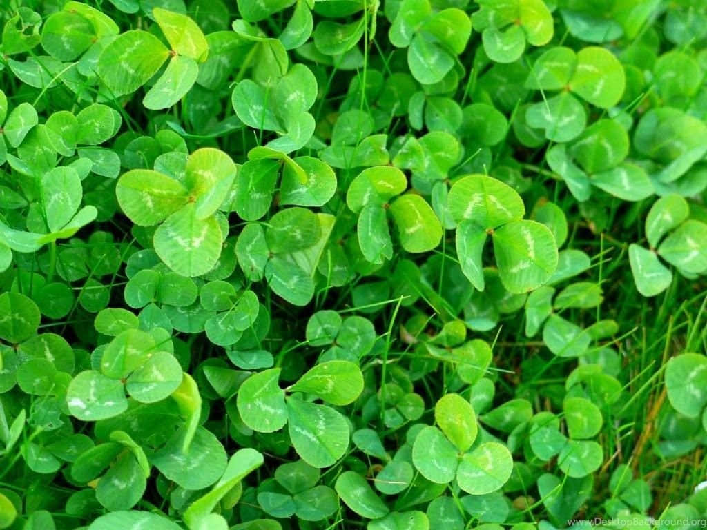 A Bright Green Shamrock Symbol Of Hope And Luck For St. Patrick's Day