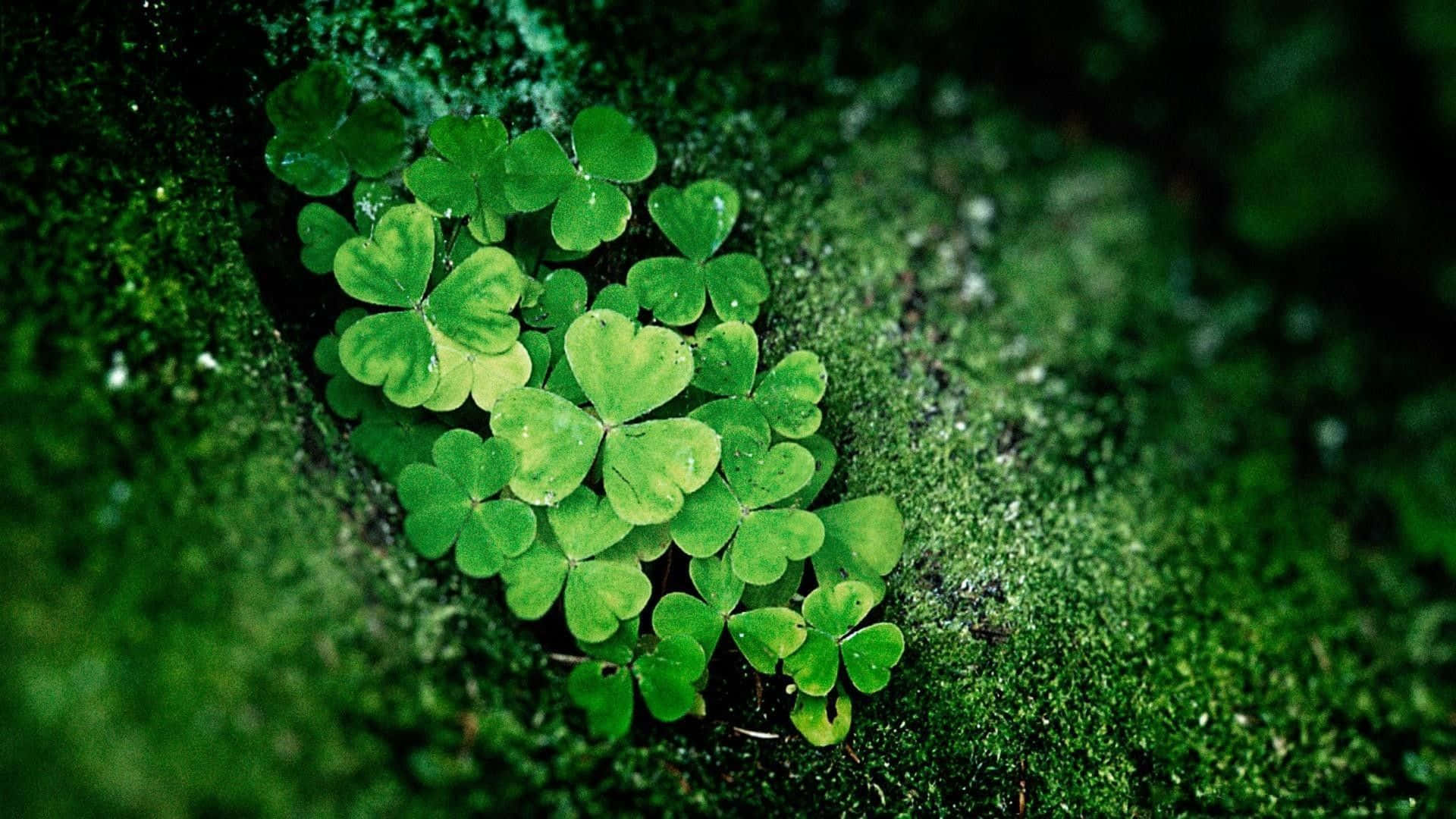 A Bright Green Shamrock With Four Leaves On A White Background