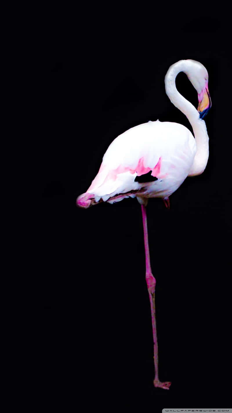 A Bright Pink Flamingo Stands Out Amongst A Beutiful Desert Landscape Background