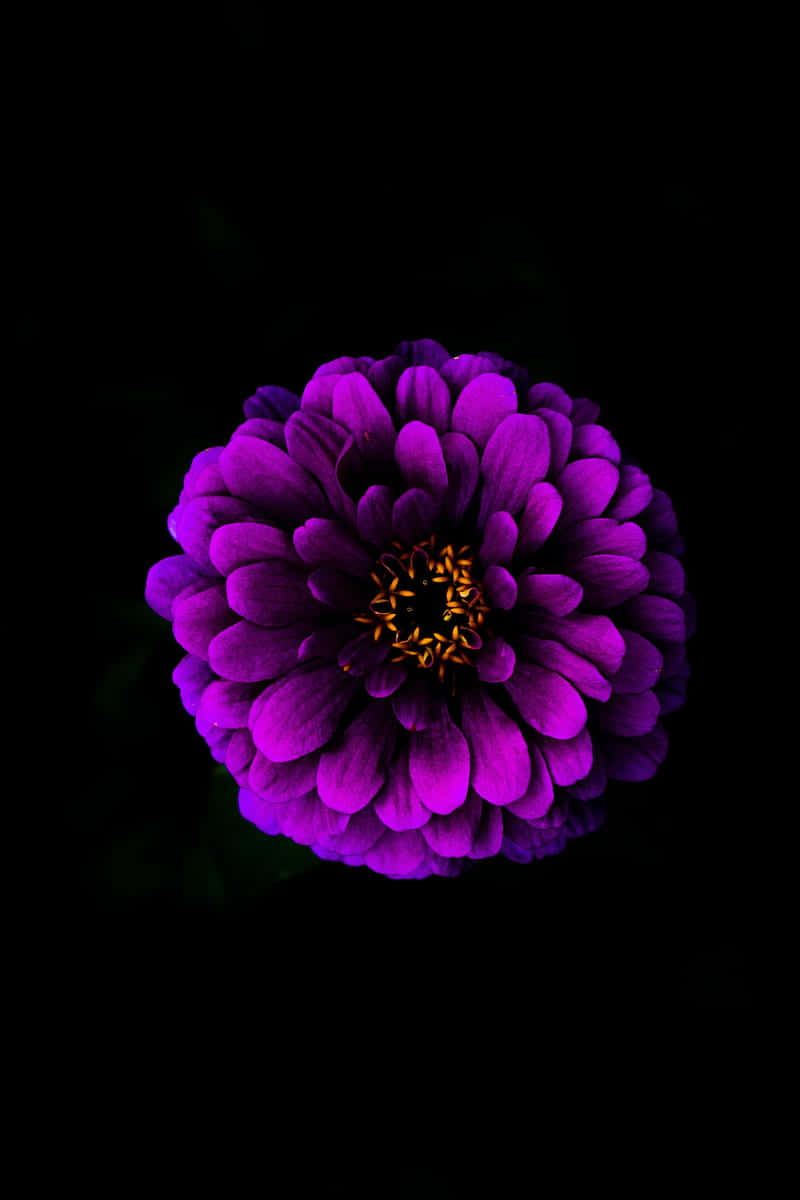 A Bright Pink Floral Arrangement Against A Black Background Background