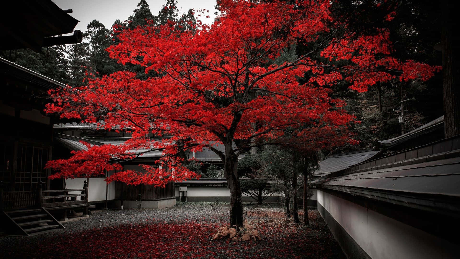 A Bright Red Japanese Lantern Lights Up The Night Sky Background
