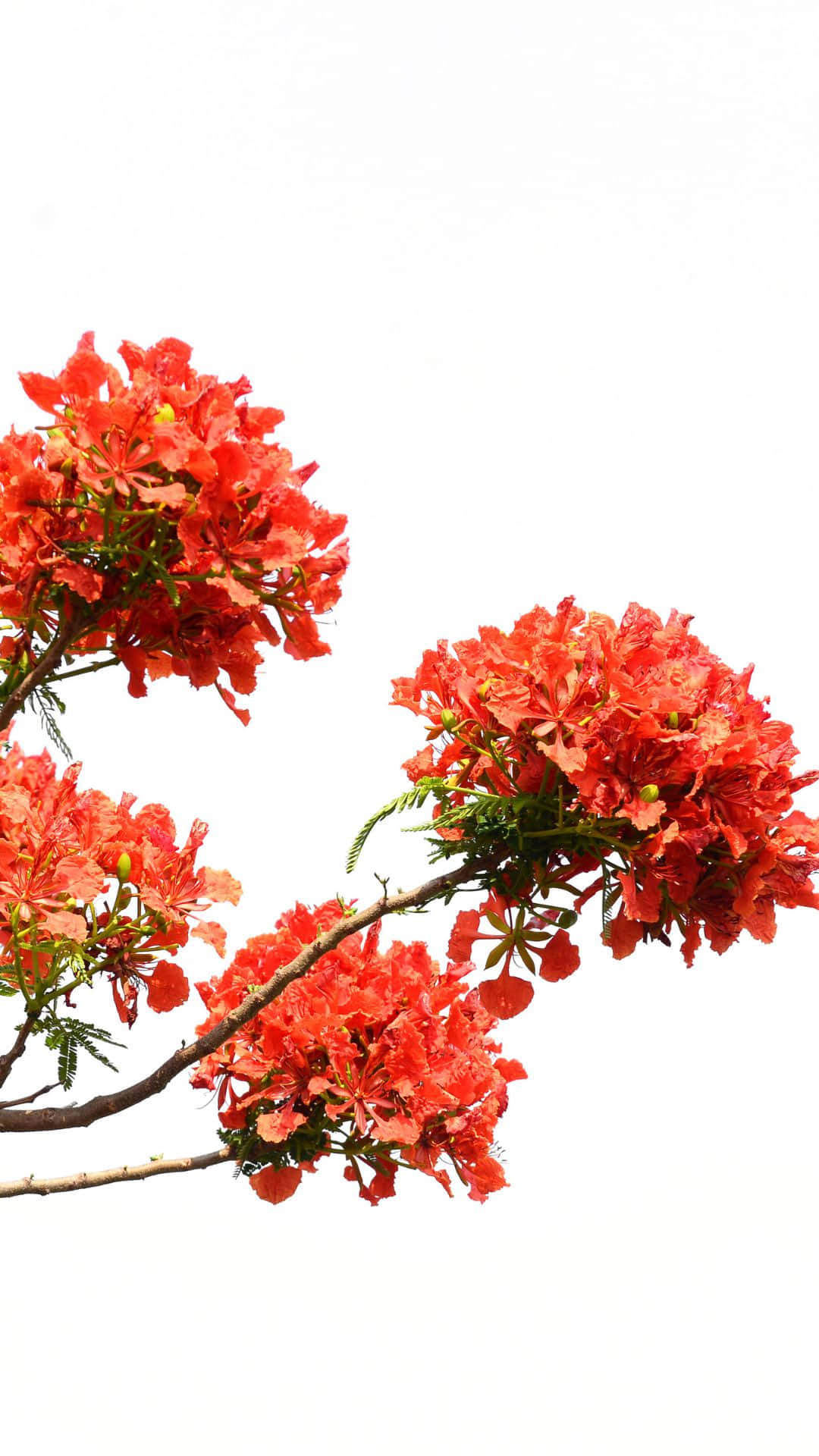 A Bright Red Tree Amidst A Tranquil Mountain Landscape Background