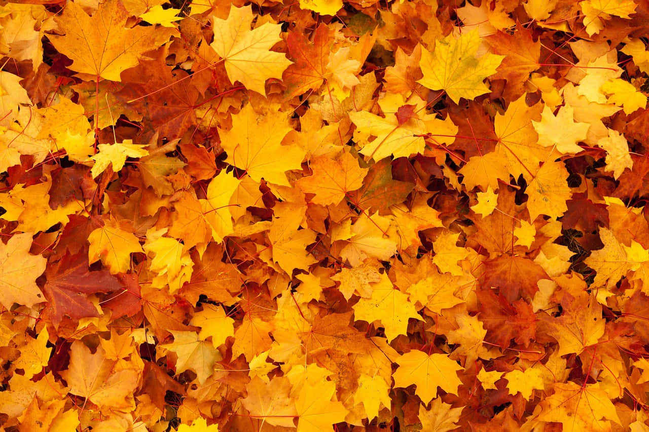 A Bright Yellow-gold Autumn Leaf On A Warm Autumn Day. Background