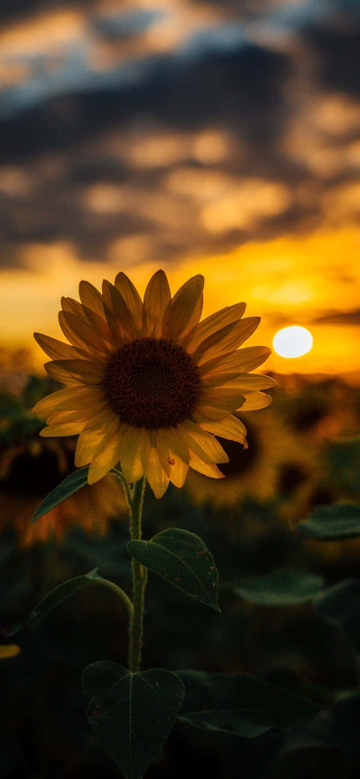 A Bright Yellow Sunflower Facing The Sun Background