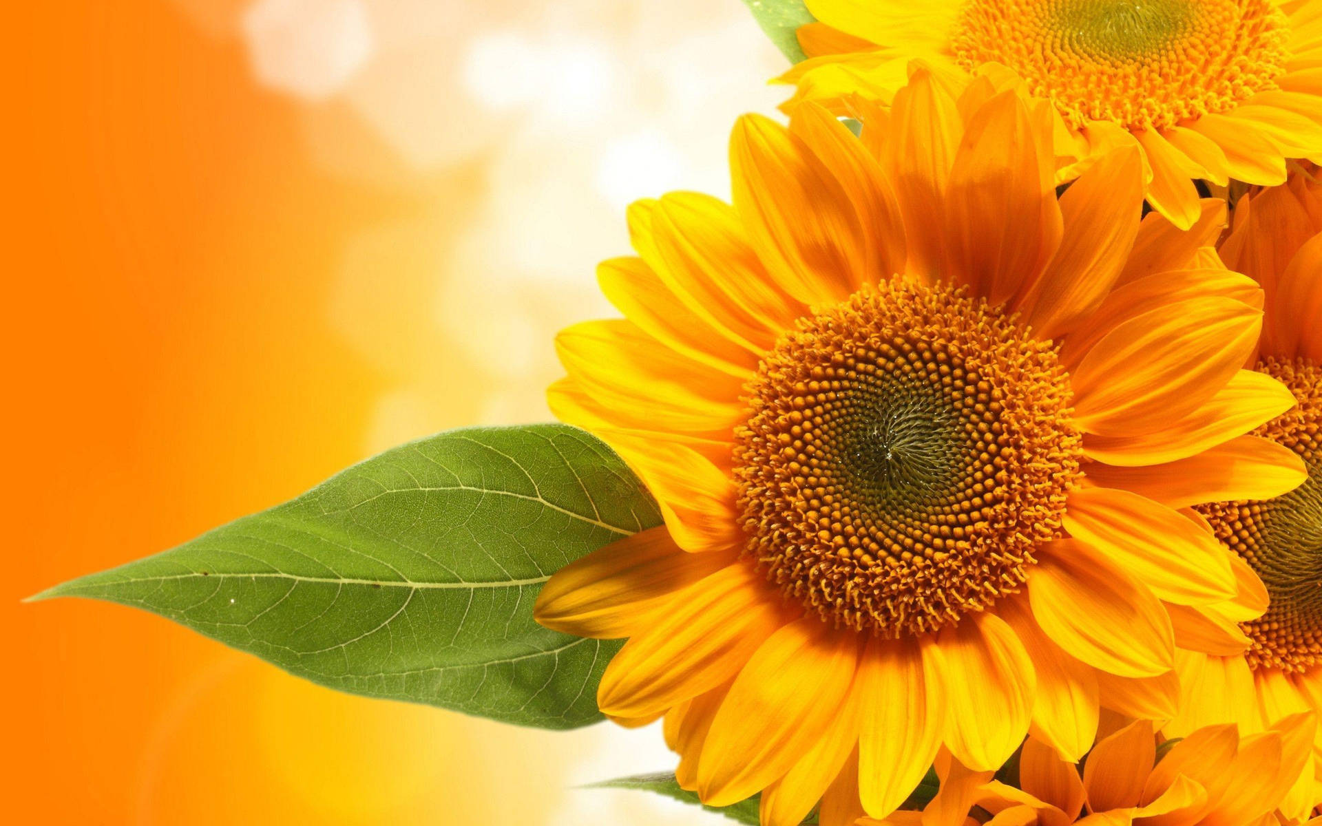 A Bright Yellow Sunflower In A Natural Field, Symbolizing Hope And Happiness. Background