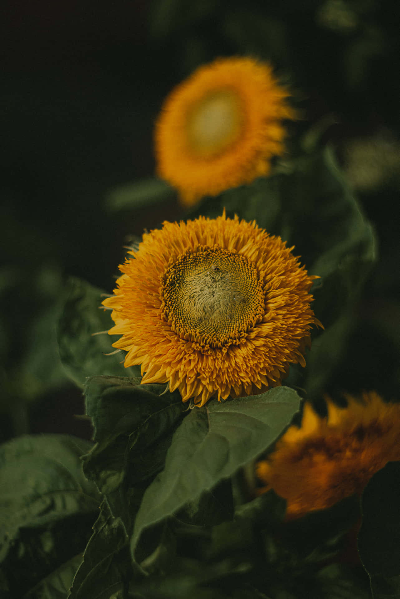 A Bright Yellow Sunflower Standing Out In Contrast To A White Wall. Background