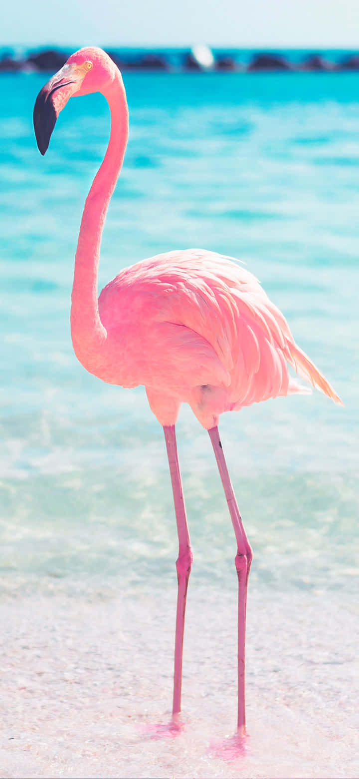 A Brightly Colored Flamingo Standing In A Sunny Beach. Background