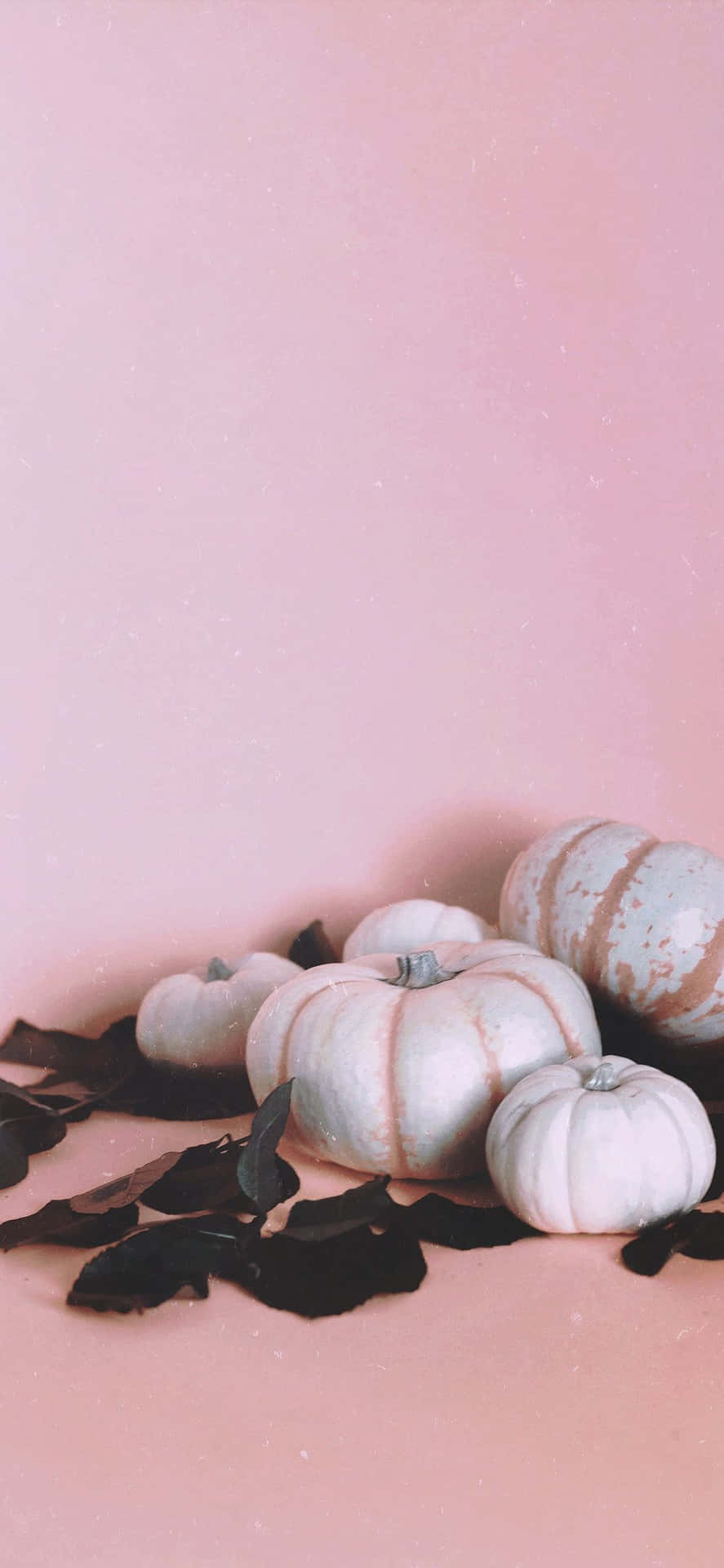 A Brightly Coloured Pink Pumpkin Background