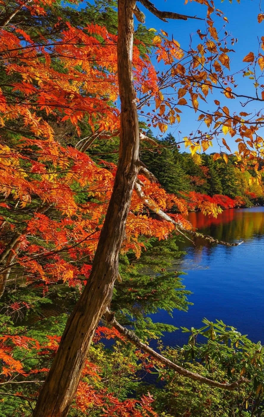 A Brilliant Array Of Fall Leaves Background