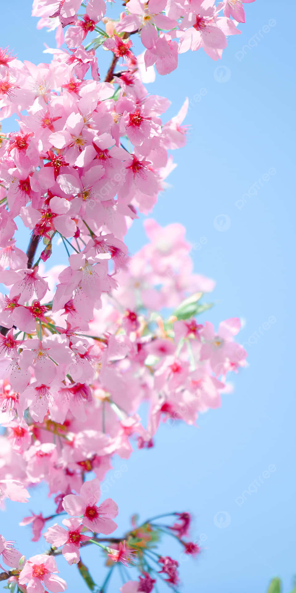 A Brilliant Display Of Pink Cherry Blossoms Background