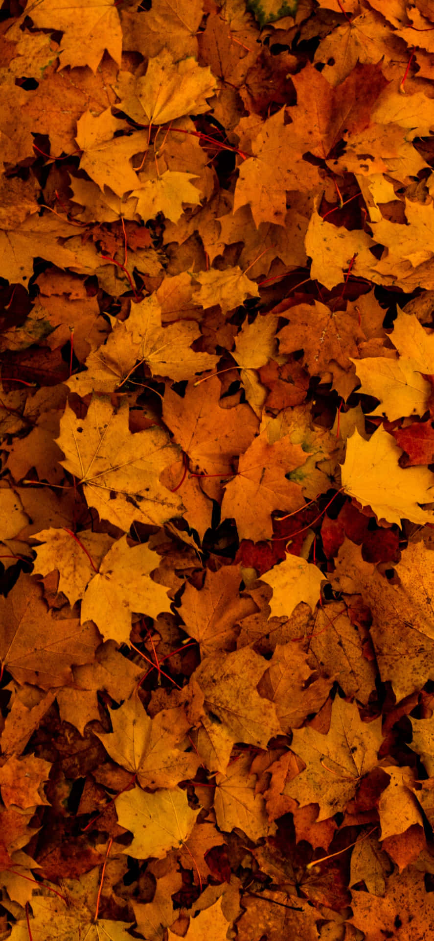 A Brilliant, Orange Autumn Leaf Glimmering In The Sun Background
