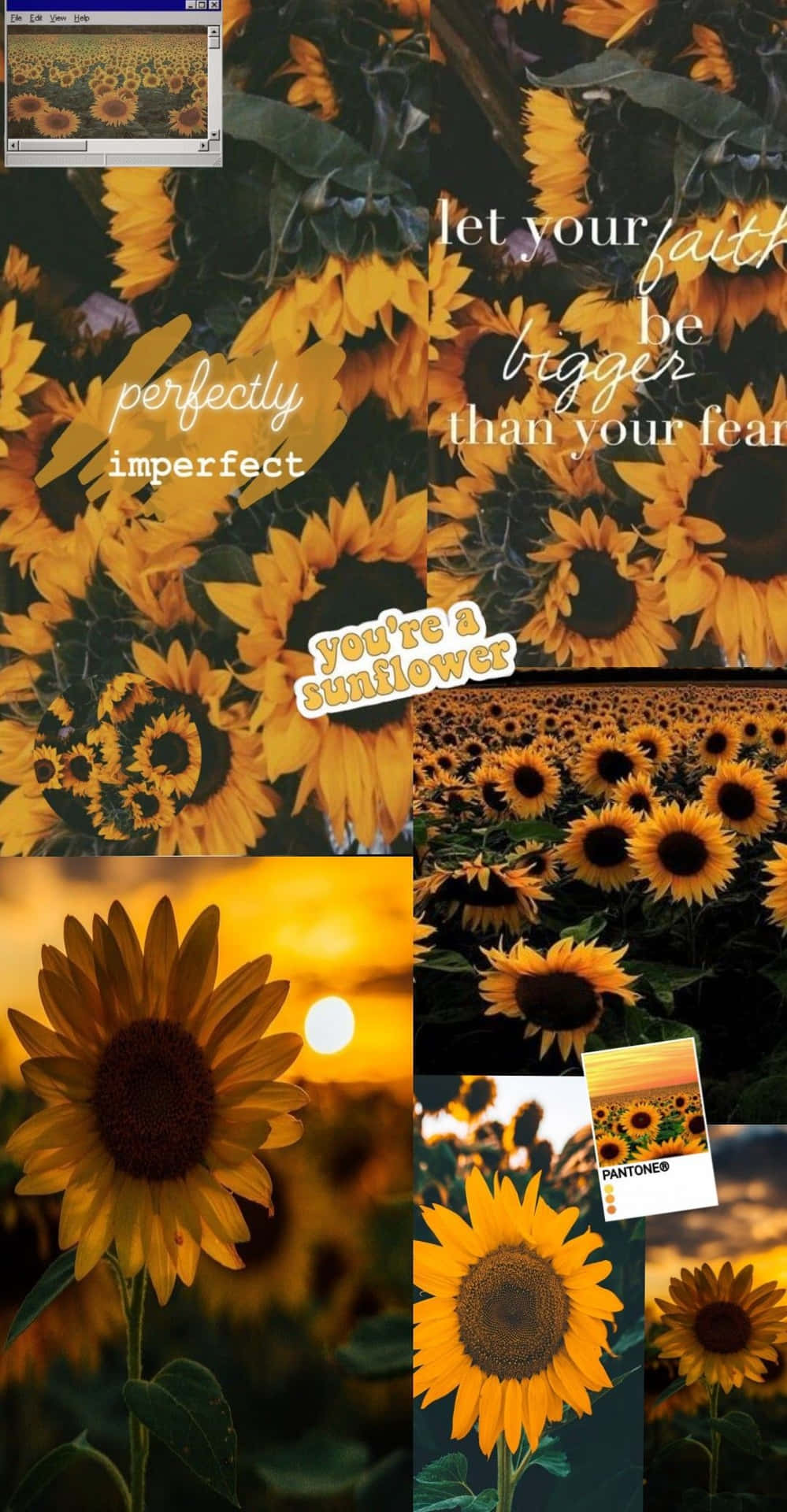 A Brilliant Sunflower Glows In A Field Of Golden Yellow. Background