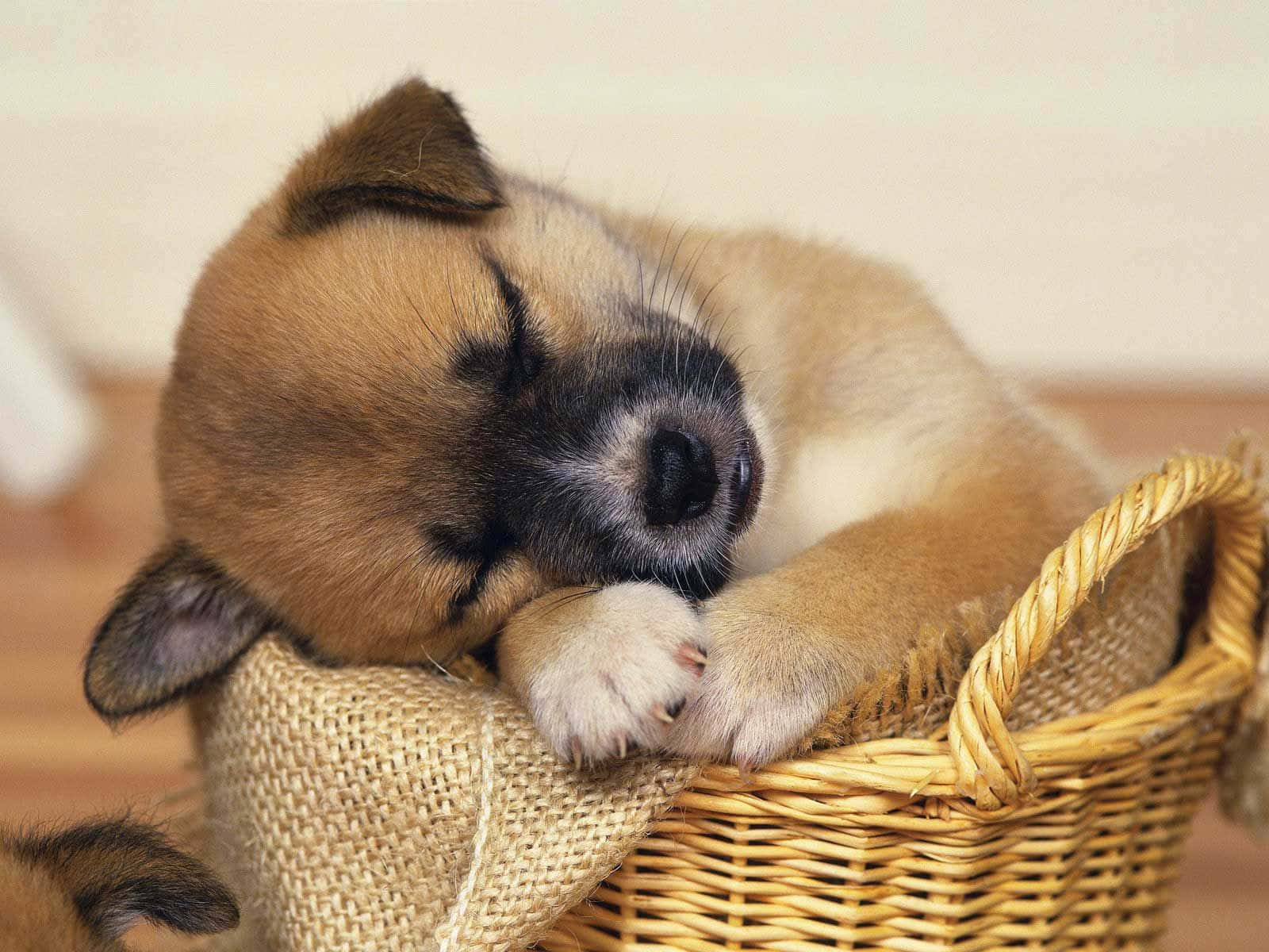 A Brown And White Dog Sleeping In A Basket Background