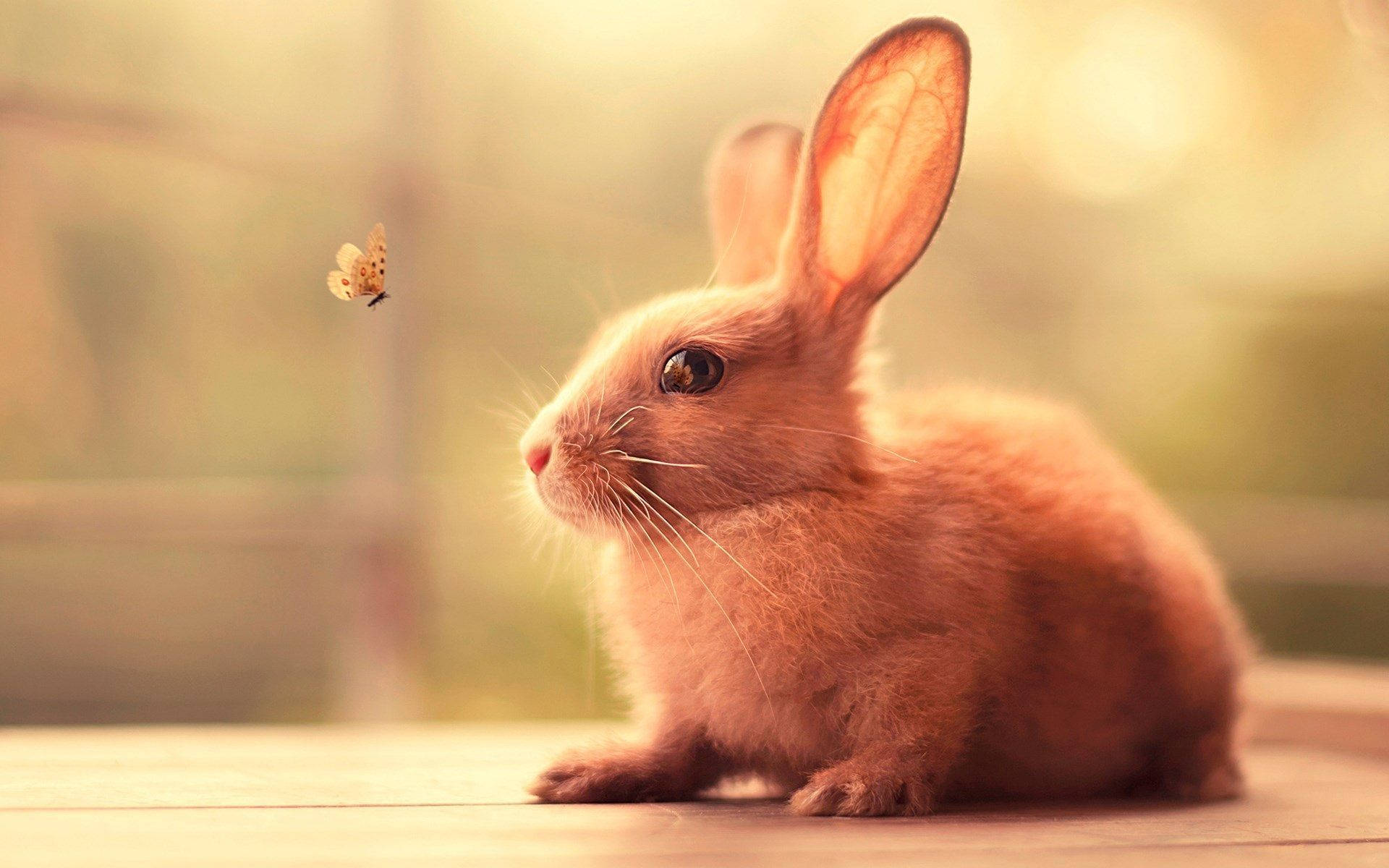 A Brown Bunny Enjoying A Captivating Butterfly Background