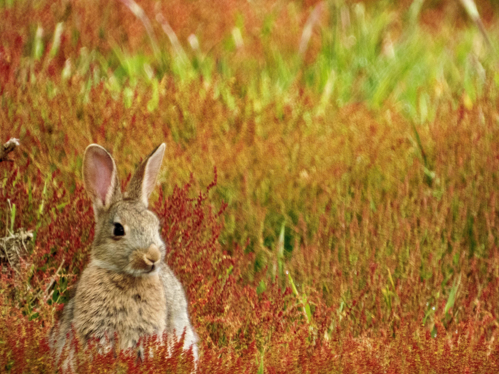 A Brown Bunny In A Meadow Of Bright Orange Flowers Background