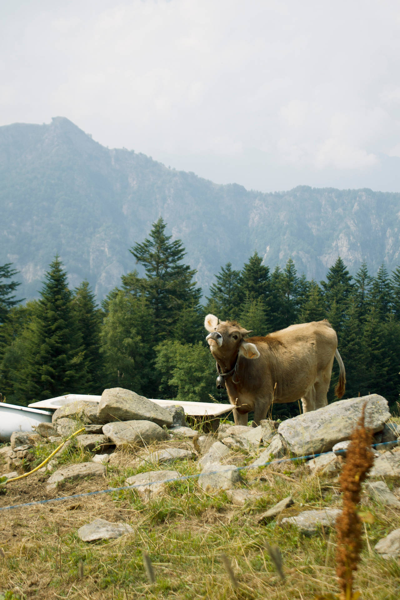 A Brown Cow On A Rocky Hill