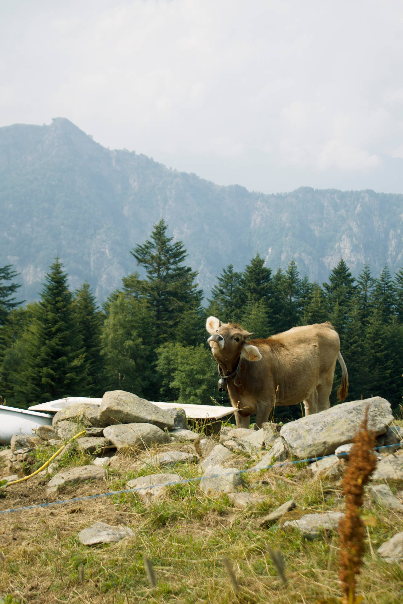 A Brown Cow On A Rocky Hill Background