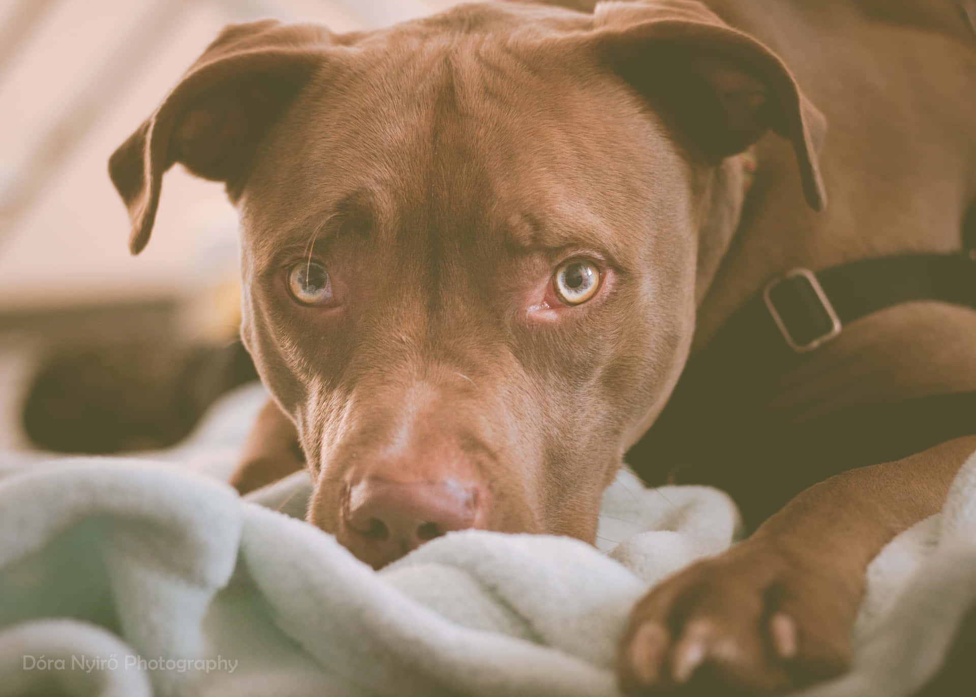 A Brown Dog Laying On A Blanket Background