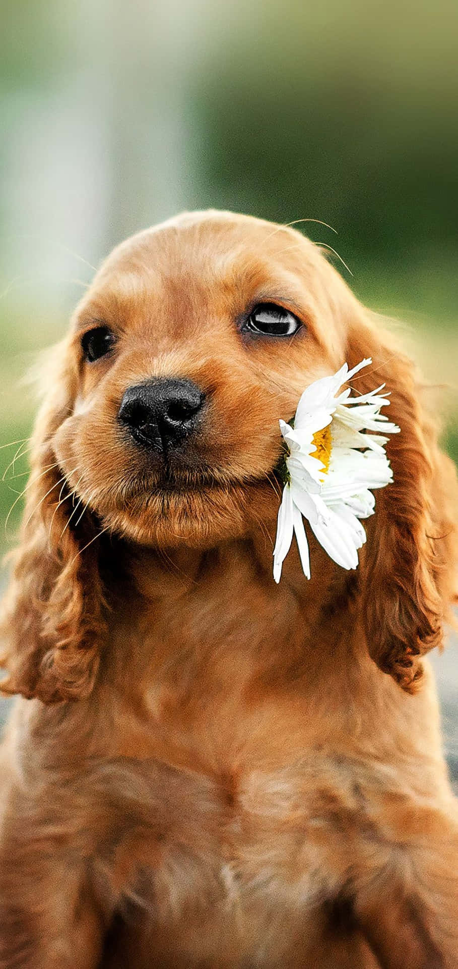 A Brown Dog With A Flower In Its Mouth