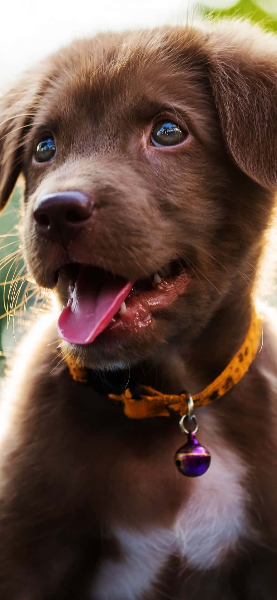 A Brown Dog With A Purple Collar And Tongue Background