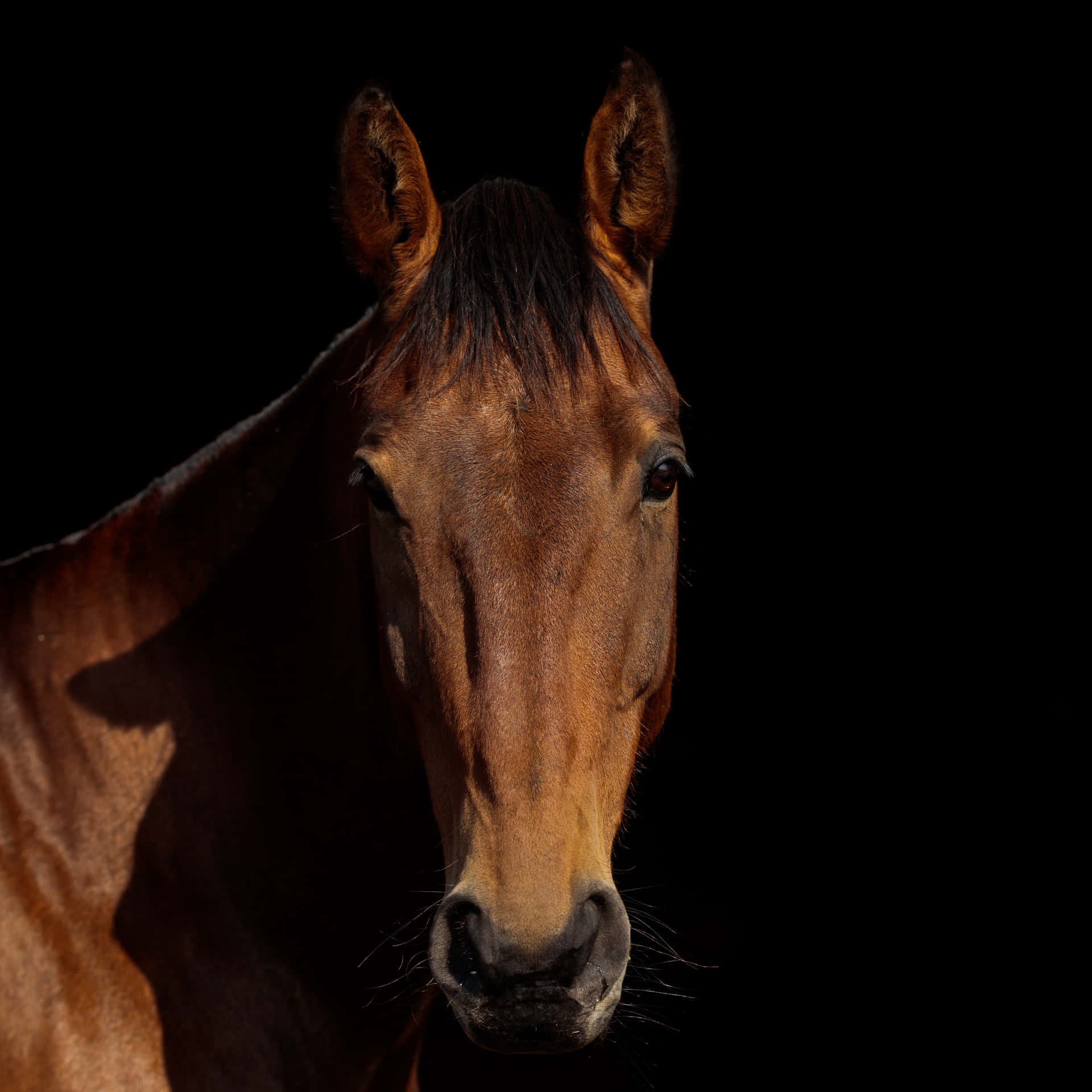 A Brown Horse Is Standing In The Dark Background