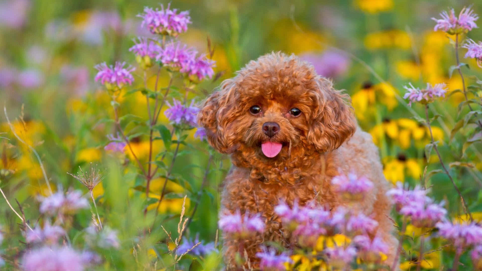 A Brown Poodle Dog Standing In A Field Of Flowers Background