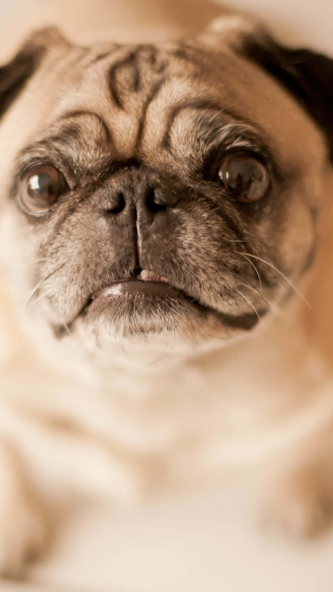 A Brown Pug Lounges On A Bed